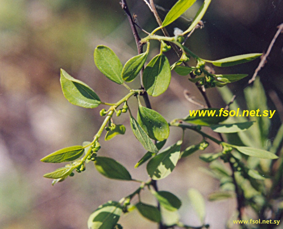 Ziziphus spina-christi (L.) Willd.
